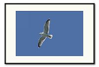 [#798s] Flygande m&aring;s