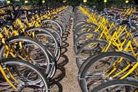 [#723h] gula cyklar, gul cykel, svart stnkskydd, ekrar, cykelstll, cykeluthyrning