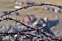 [#1062s] Taggtr�d, samh�lle, hus, ofrihet, id�bild