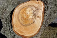 [#202s] �rsringar, tr�d, id�bild