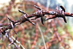 [#954s] Taggtr�d, id�bild