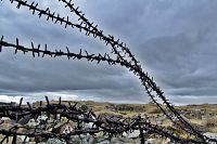 [#989s] Taggtr�d, m�rk himmel, id�bild