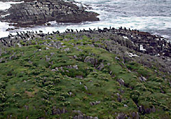 Skarvar utanf&ouml;r Kj&ouml;lnes fyr