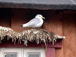 Tretåig mås i Vardö