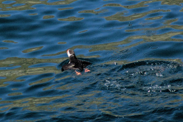 Lunnef&aring;gel simmar undan ...
